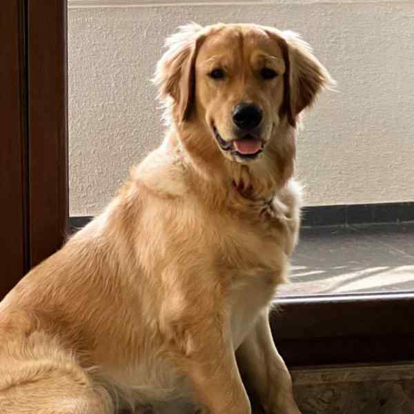 Cooper